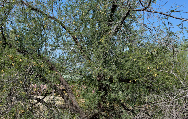 Prosopis pubescens, Screw Bean Mesquite, Southwest Desert Flora Prosopis pubescens, Screw Bean Mesquite, Southwest Desert Flora